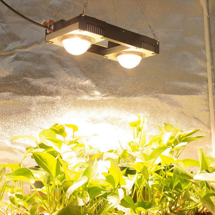 Best 5 LED Grow Lights IP44 With CE ROHS Listed for Vegetables