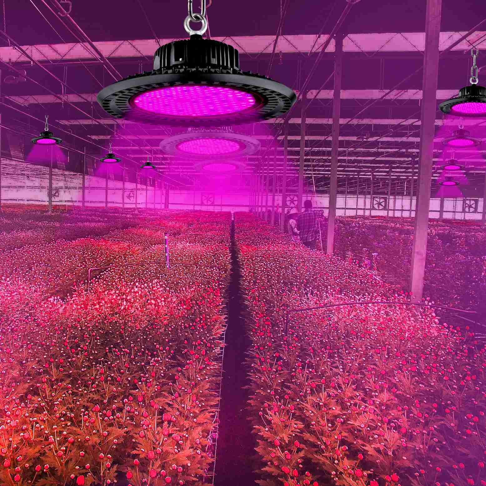 Grow-Light-Led