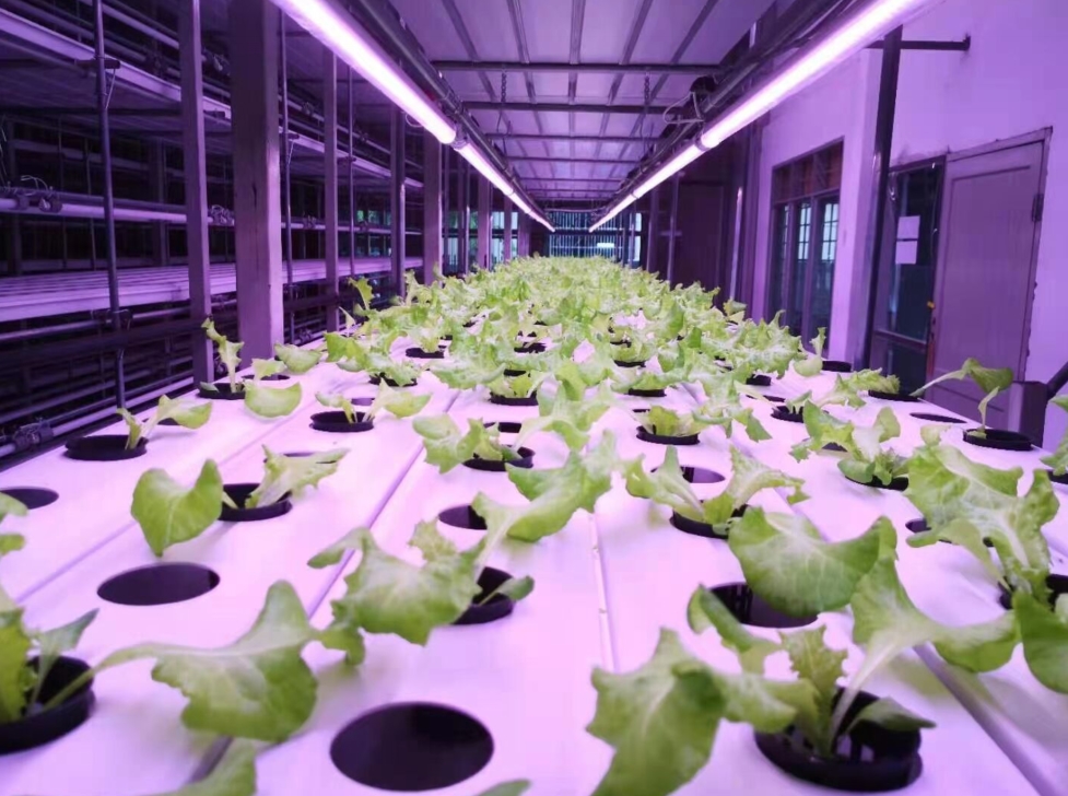 How-to-Choose-the-Best-Led-Plant-Grow-Light-for-Indoor-Plants