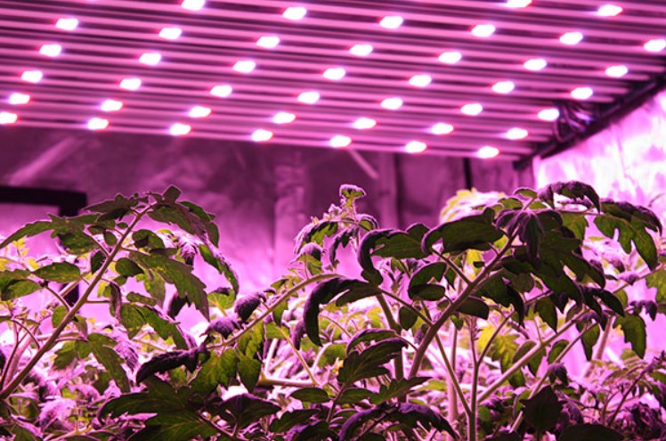 How-to-Use-Led-Plant-Grow-Light-to-Grow-Tomatoes-Indoors-Step-by-Step