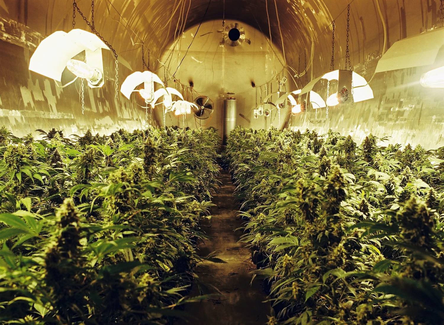 Best 600 watt discount hps grow light
