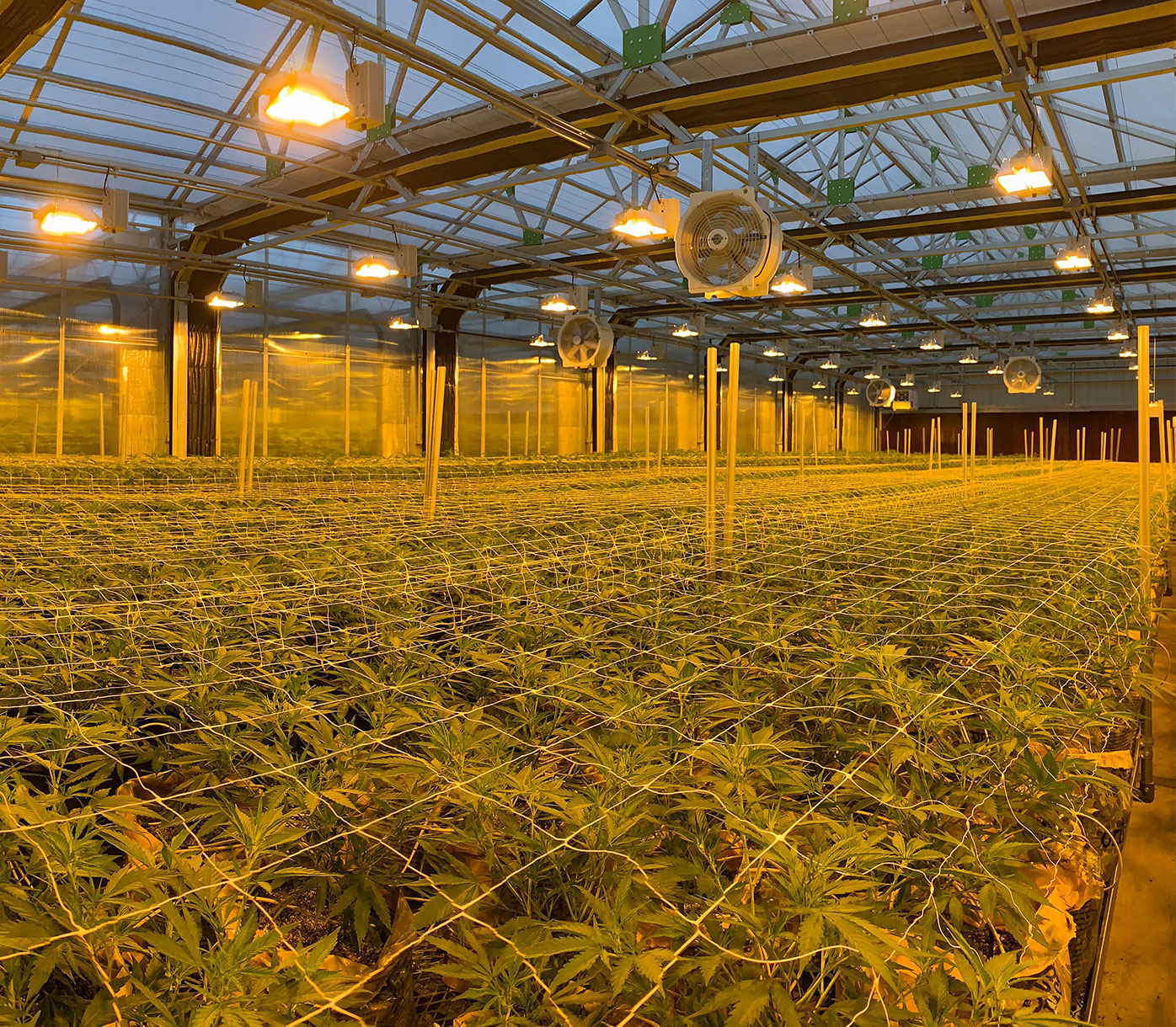 How Far Should 600 Watt Grow Light Be From Cannabis and Indoor Plants BBIER