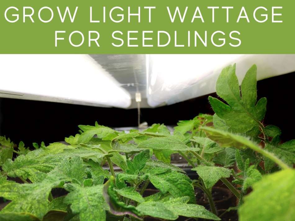 How-Many-Watts-of-Indoor-Led-Grow-Lights-Do-the-Seedlings-Need