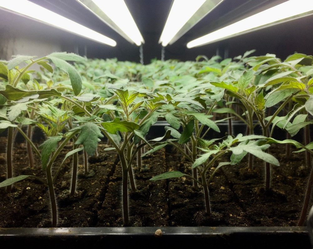 How-Many-Watts-of-Indoor-Led-Grow-Lights-Do-the-Seedlings-Need