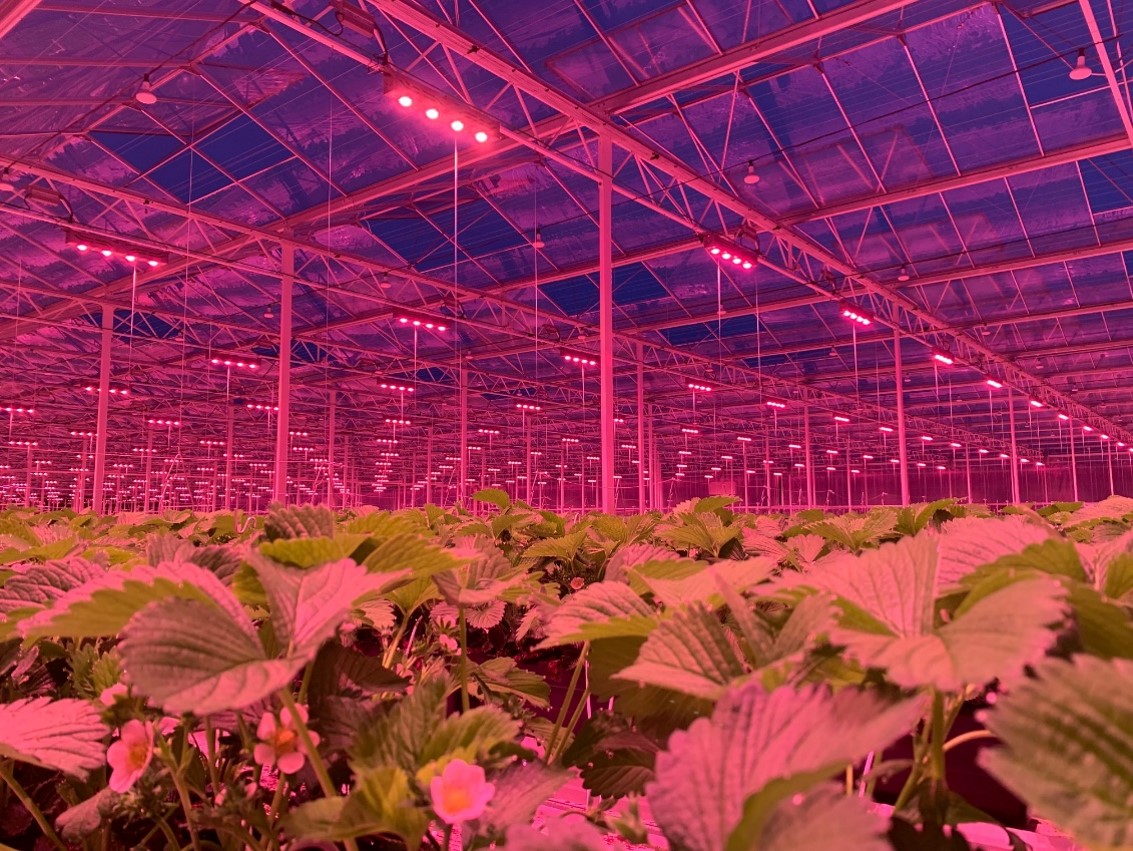 How-Many-Watts-of-Indoor-Led-Grow-Lights-Do-the-Seedlings-Need