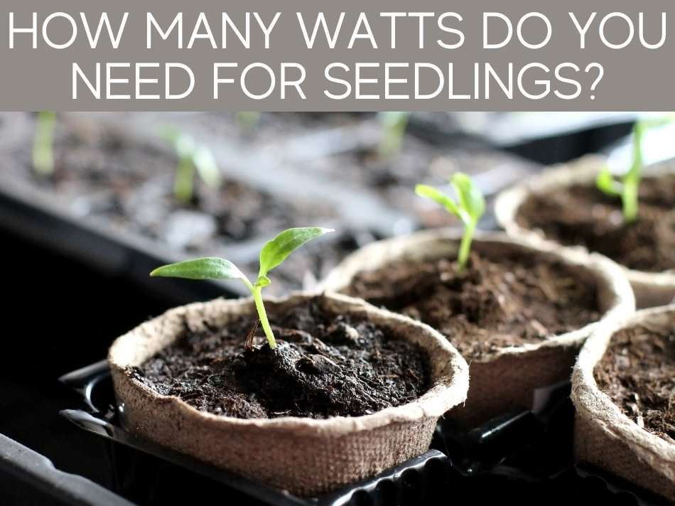 How-Many-Watts-of-Indoor-Led-Grow-Lights-Do-the-Seedlings-Need