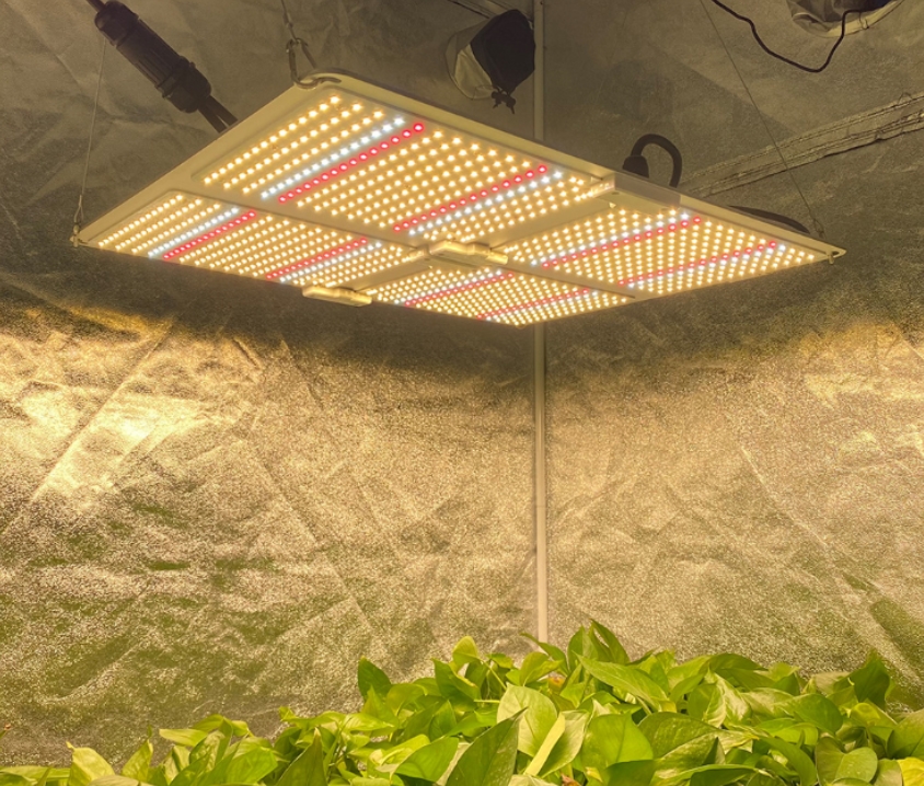 What Is A Quantum Board Grow Lights for Houseplants? - BBIER®