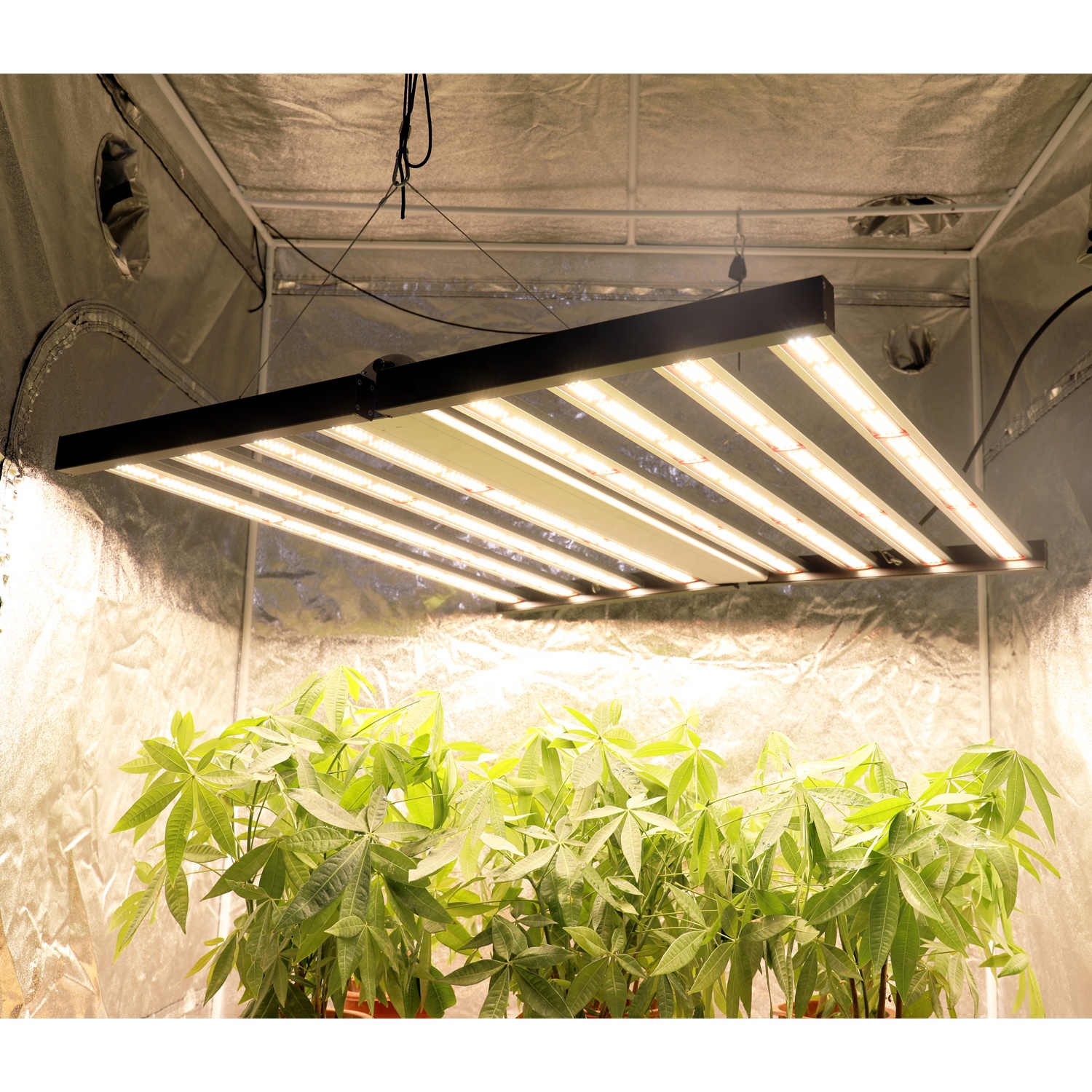 Commercial Full Spectrum Marijuana Led Grow Light Manufacturer
