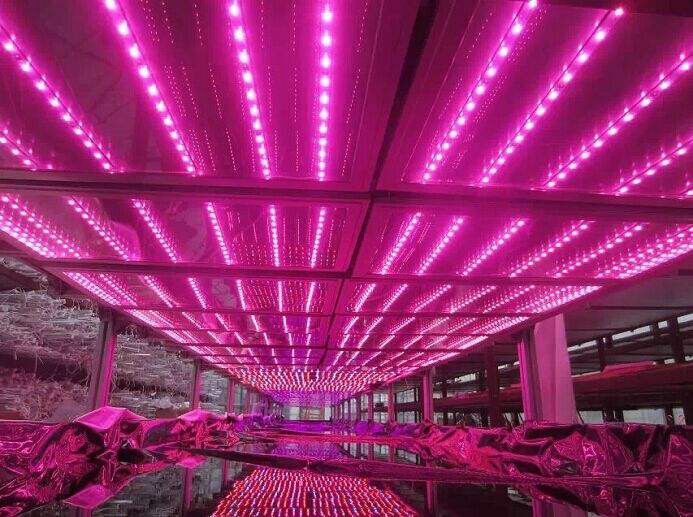 T5 Grow Light Spectrum 18W IP40 with Warranty 3 Years