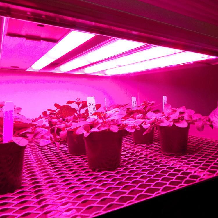 T5 Grow Light Spectrum 18W IP40 with Warranty 3 Years