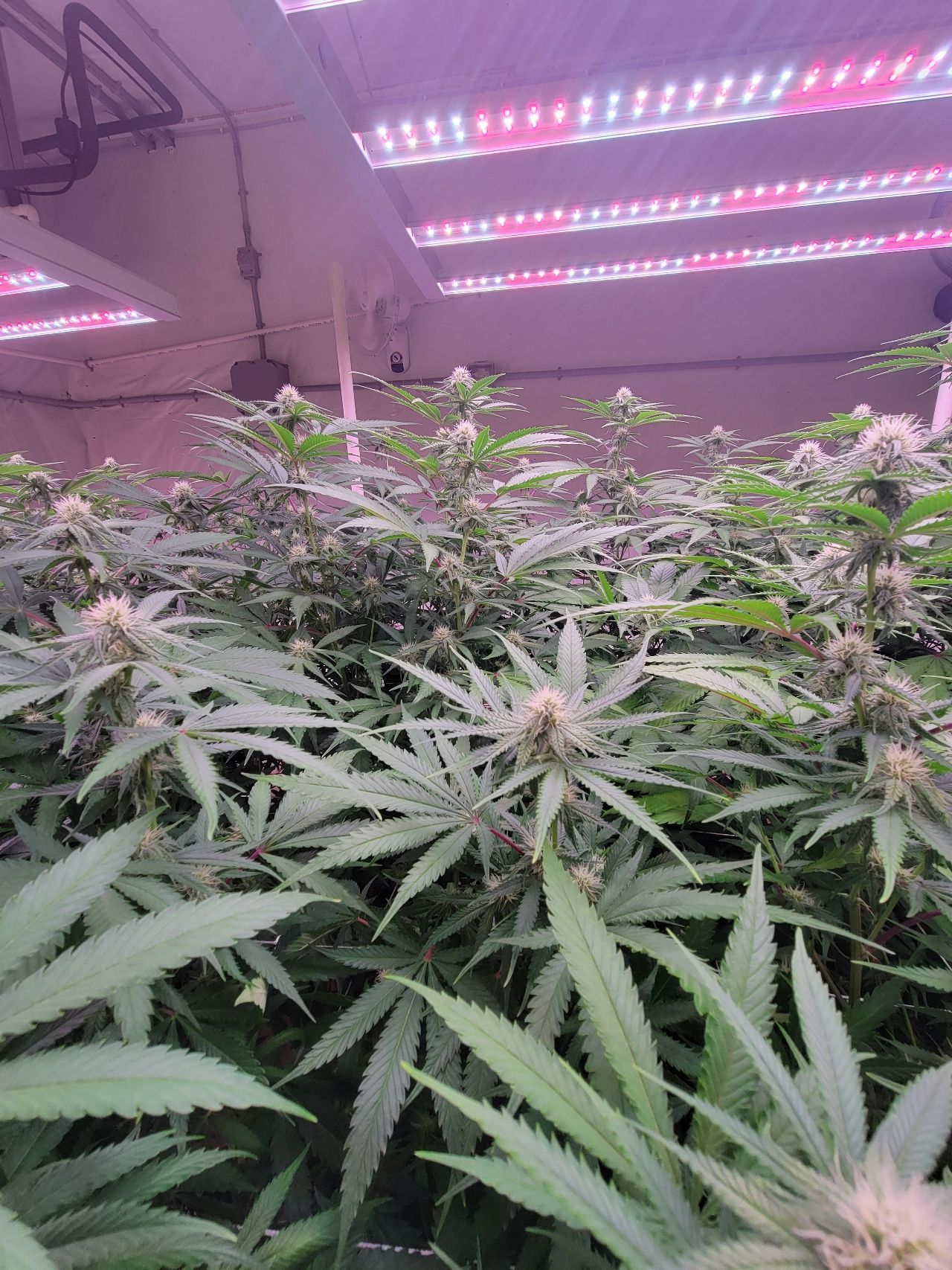 What-Led-Grow-Panel-to-Use-For-Growing-Cannabis