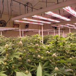 What Led Grow Panel to Use For Growing Cannabis?