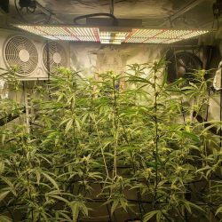 HID vs LED Grow Light Hydroponic: Which Is the Best?