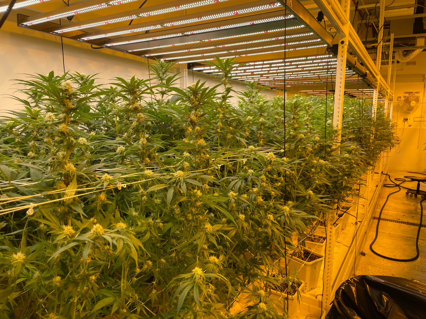 How-Many-Grow-Light-Lamp-Do-Your-Plants-Need