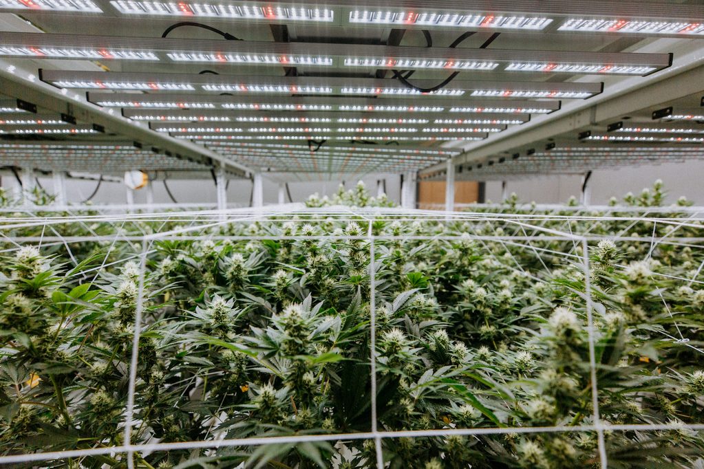 How-Many-Grow-Light-Lamp-Do-Your-Plants-Need
