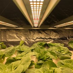 How to Choose the Best Grow Light Bulbs?