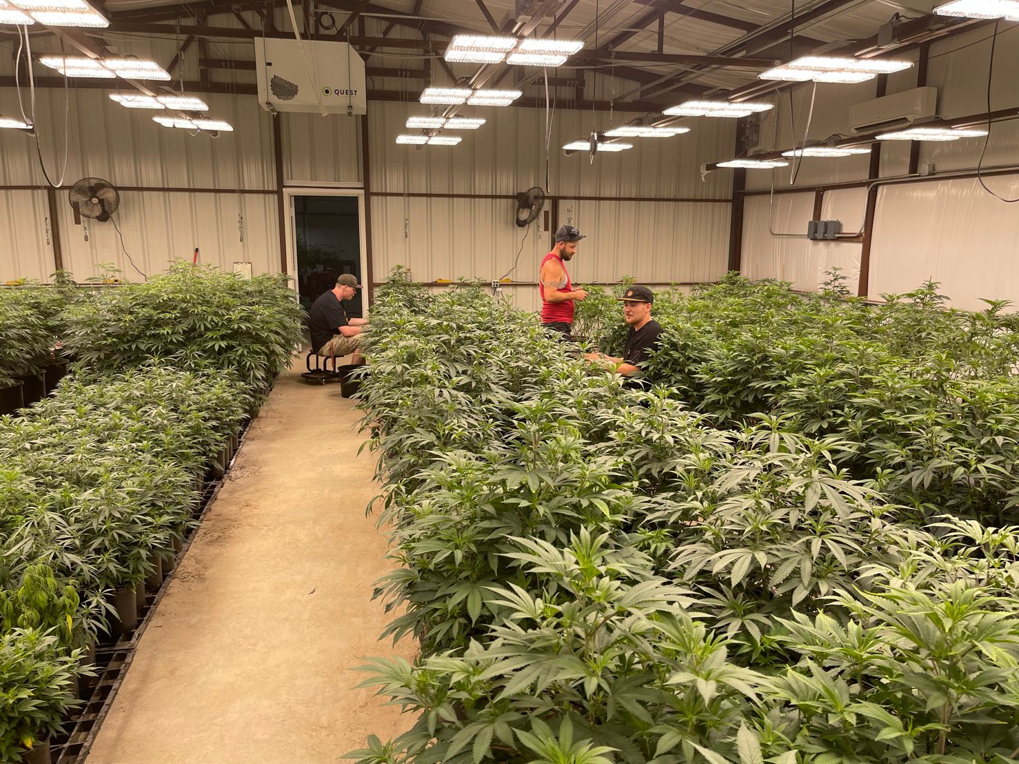 What-Are-the-Benefits-of-Vegetable-Grow-Lights-for-Growers