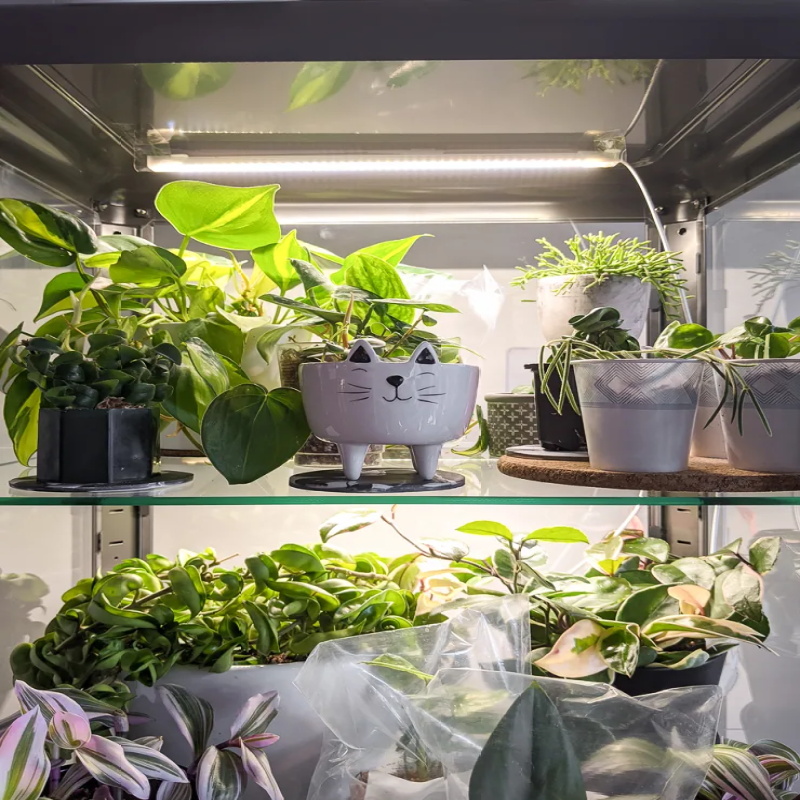 How-to-Use-Small-Grow-Light-For-Houseplants