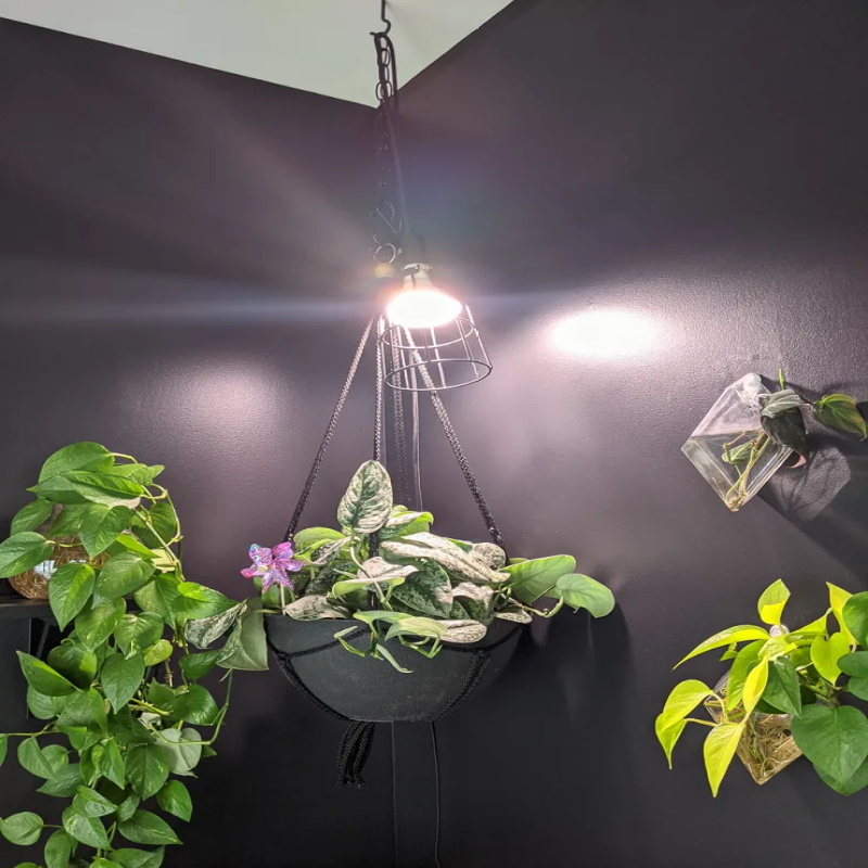 How-to-Use-Small-Grow-Light-For-Houseplants