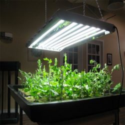 How to Use Small Grow Light For Houseplants?