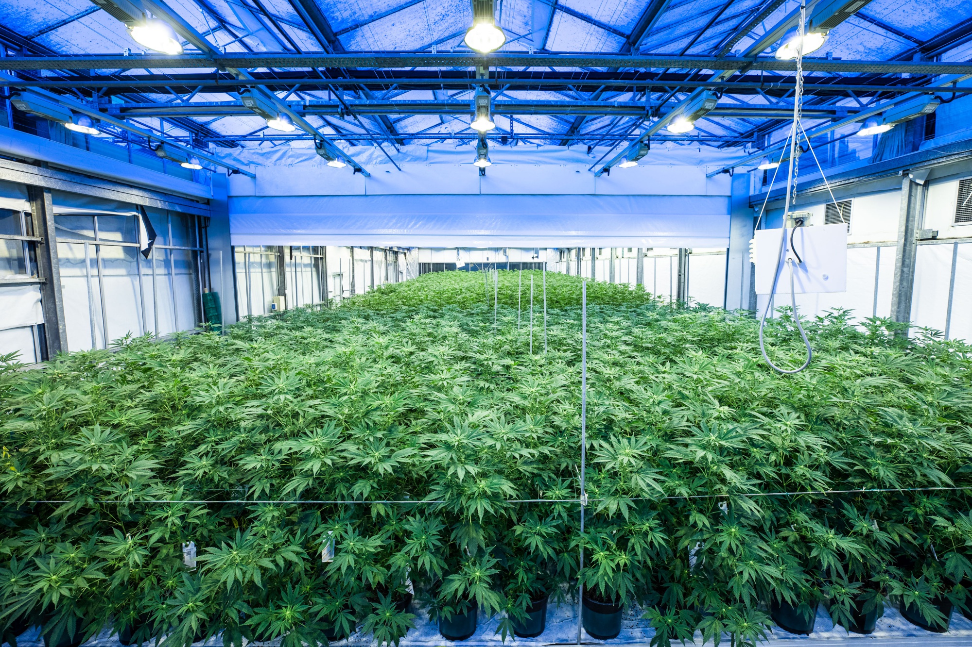 How-Far-Should-LED-grow-Lights-Be-From-Plants