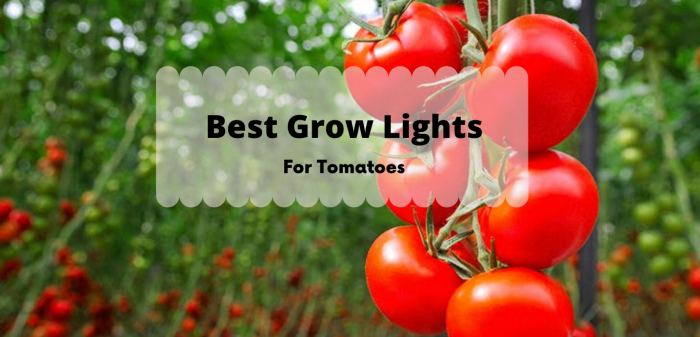 Led grow lights for tomatoes hotsell