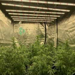 How to choose grow light fixtures — Buying Guide 2022