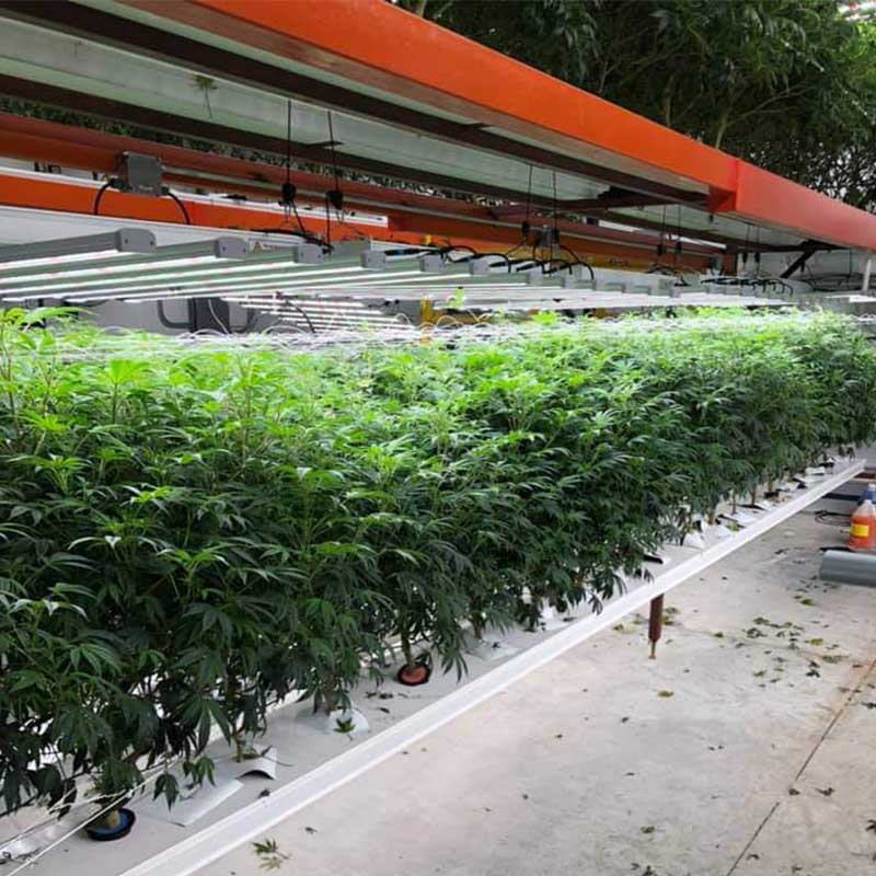 What color light do plants like by led grow light kits?