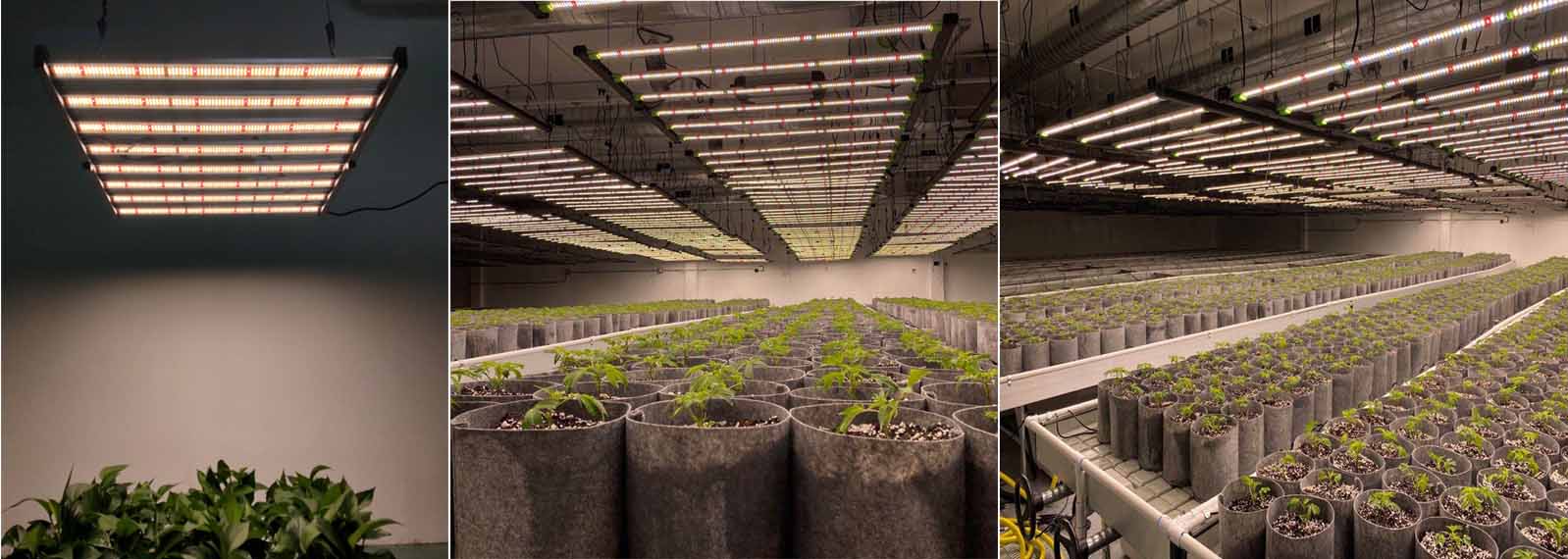 what-is-the-difference-between-fluorescent-lights-and-led-plant-light