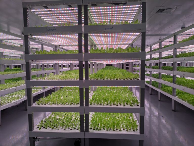 How far should LED grow lights be from plants? BBIER®