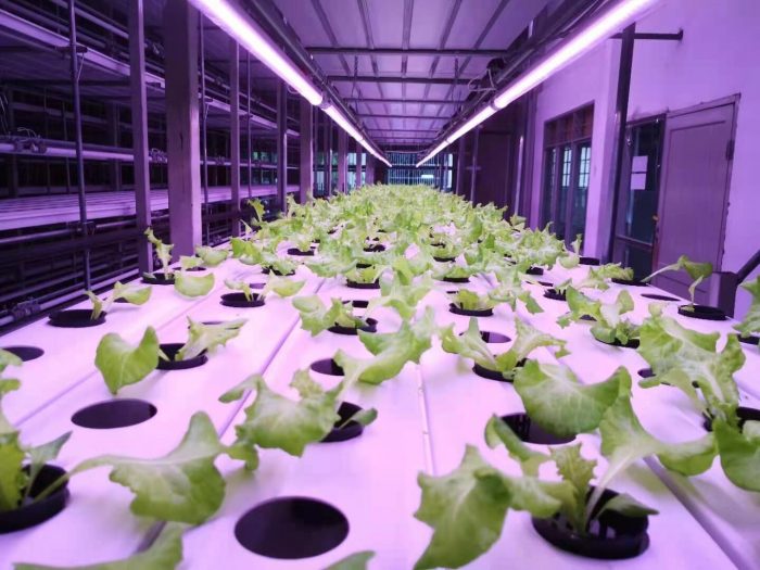 How Much Does A Grow Light Cost To Run?
