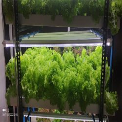 What are the best lights for growing plants in 2022?