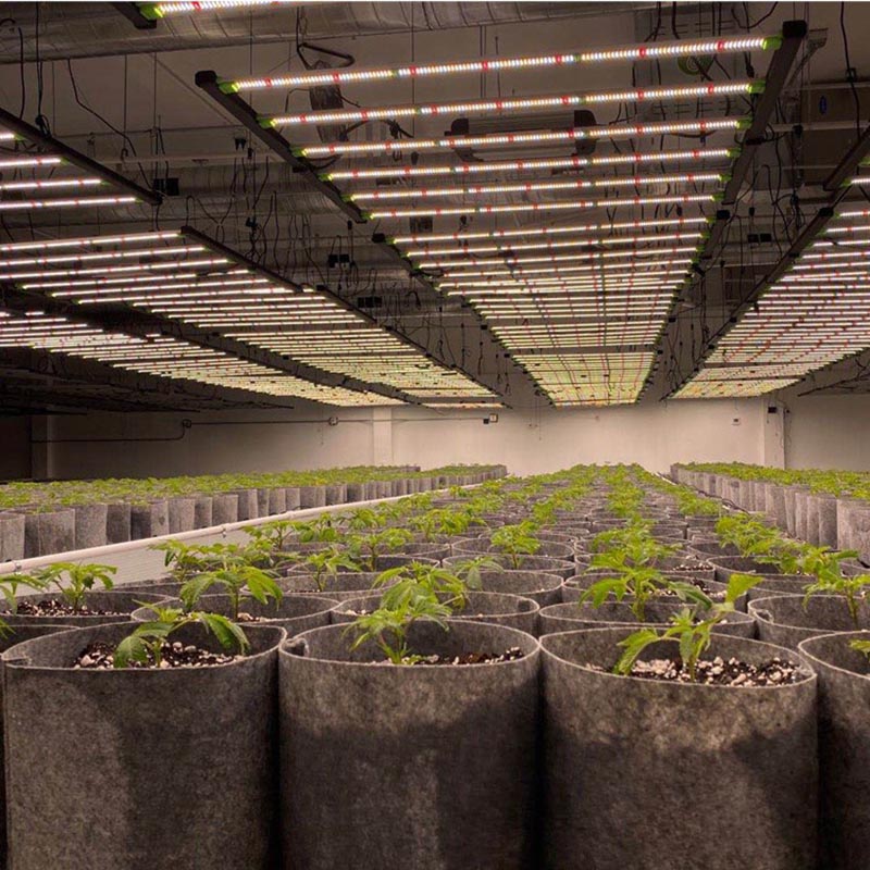 The functions and characteristics of different wavelengths of LED plant lighting