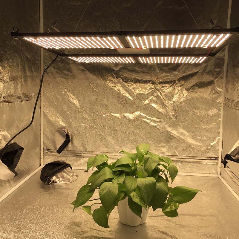 Why Are LED Grow Lights Becoming Popular?