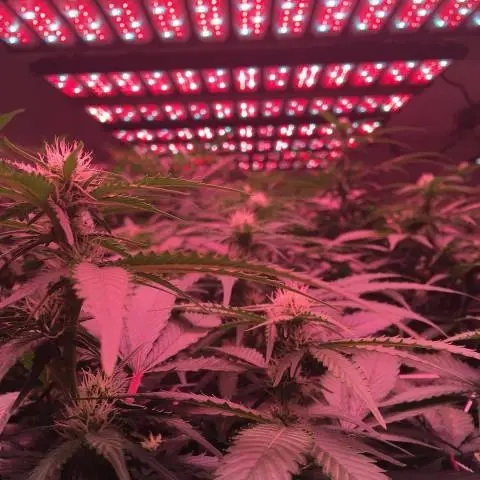 led plant Growth light spectrum