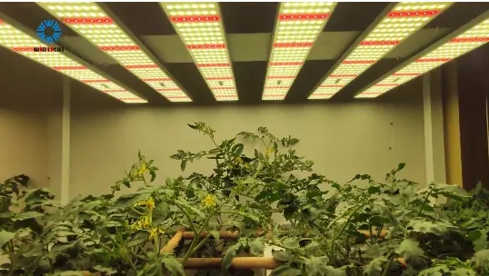 led plant Growth light spectrum